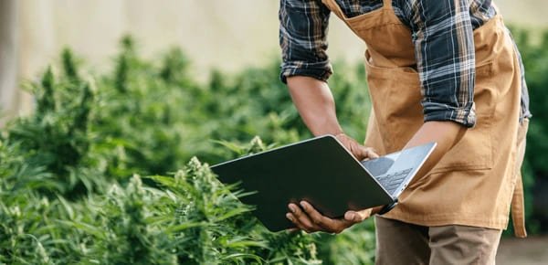 cannabis dispenssary jobs in the united states